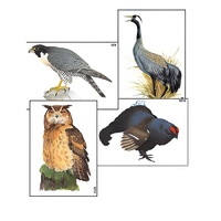 Модель-аппликация "Разнообразие высших хордовых 1. Пресмыкающиеся и птицы" (ламинированная) - «globural.ru» - Барнаул