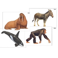 Модель-аппликация "Разнообразие высших хордовых 2. Млекопитающие" (ламинированная) - «globural.ru» - Барнаул