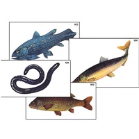 Модель-аппликация "Разнообразие низших и высших хордовых" (ламинированная) - «globural.ru» - Барнаул