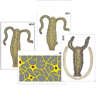 Модель-аппликация "Строение и размножение гидры" (ламинированная) - «globural.ru» - Барнаул