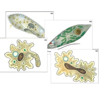 Модель-аппликация "Строение и разнообразие простейших" (ламинированная) - «globural.ru» - Барнаул