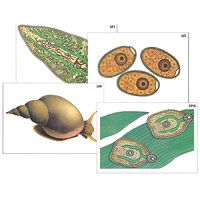 Модель-аппликация "Циклы развития печеночного сосальщика и бычьего цепня" (ламинированная) - «globural.ru» - Барнаул