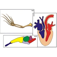 Модель-аппликация "Эволюция важнейших систем органов позвоночных" (ламинированная) - «globural.ru» - Барнаул