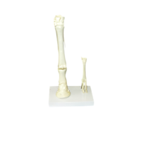 Модель "Скелет конечностей лошади и овцы" (на подставке) - «globural.ru» - Барнаул