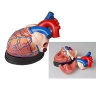 Модель сердца в разрезе (демонстрационная) - «globural.ru» - Барнаул