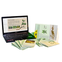 Гербарий натурально-интерактивный "Дикорастущие растения" - «globural.ru» - Барнаул