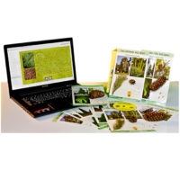 Коллекция натурально-интерактивная "Голосеменные растения" - «globural.ru» - Барнаул