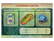 Электрифицированный стенд "Строение клетки" с маркерными полями - «globural.ru» - Барнаул