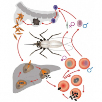 Модель-аппликация Цикл развития малярийного плазмодия - «globural.ru» - Барнаул