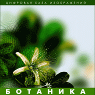 Ботаника. (Цифровая база изображений) - «globural.ru» - Барнаул