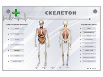 Электрифицированный стенд-тренажер "Скелетон" - «globural.ru» - Барнаул