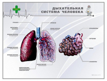 Стенд "Дыхательная система человека" - «globural.ru» - Барнаул
