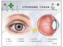 Интерактивный стенд "Строение глаза" - «globural.ru» - Барнаул