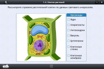 Интерактивные курсы. Биология 9 класс. Расширенный - «globural.ru» - Барнаул