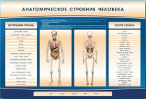 Электрифицированный стенд-тренажер c макетом скелета "Анатомическое строение человека" - «globural.ru» - Барнаул