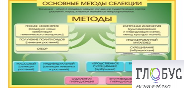 Стенд "Методы селекции и биотехнологии" - «globural.ru» - Барнаул